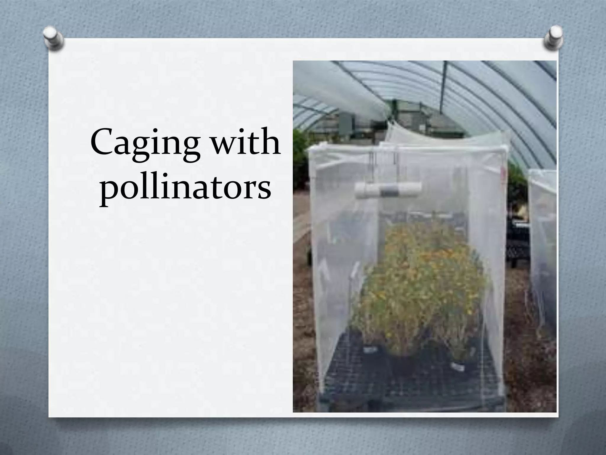 Caging with
pollinators
 