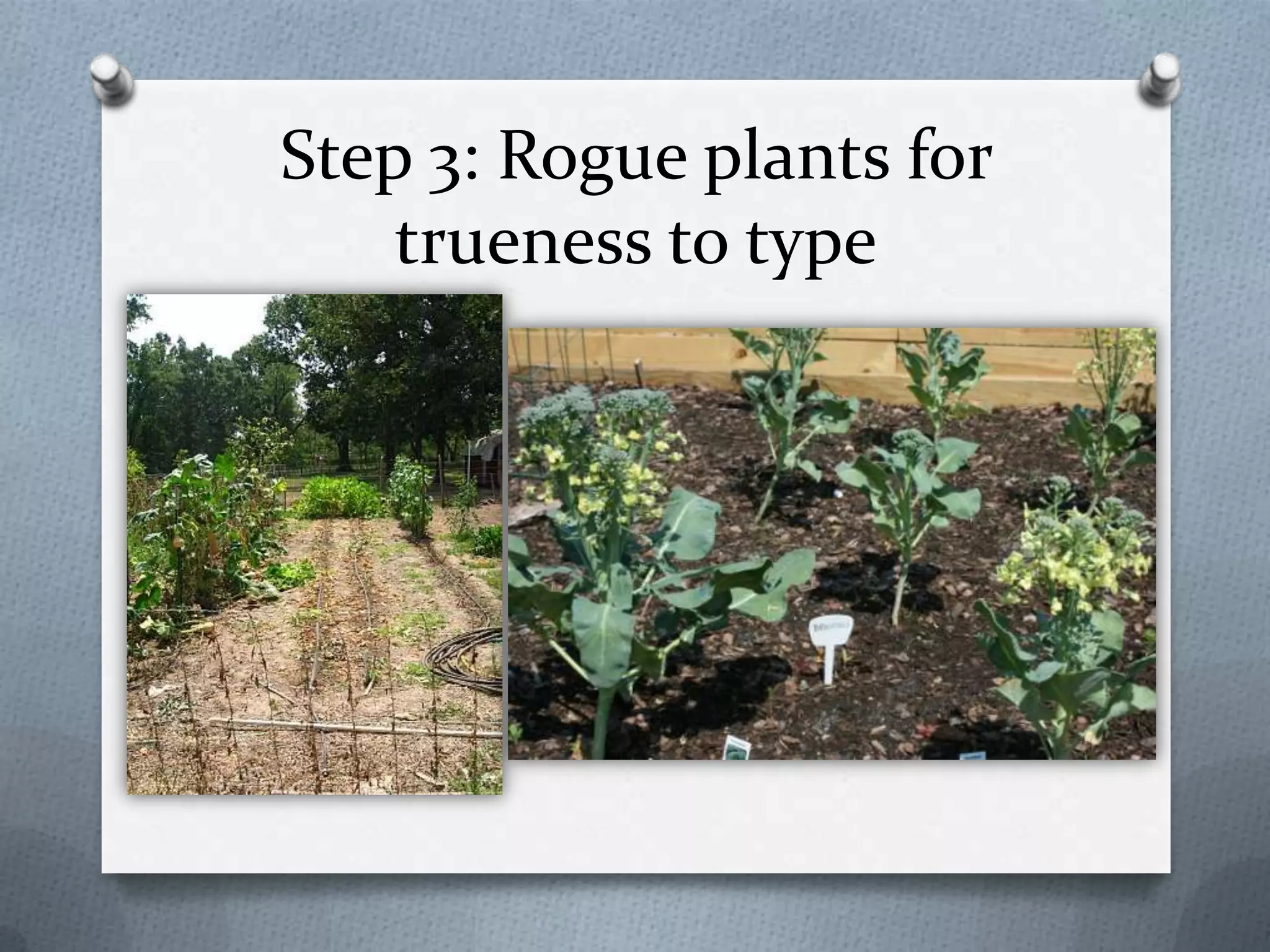 Step 3: Rogue plants for
    trueness to type
 