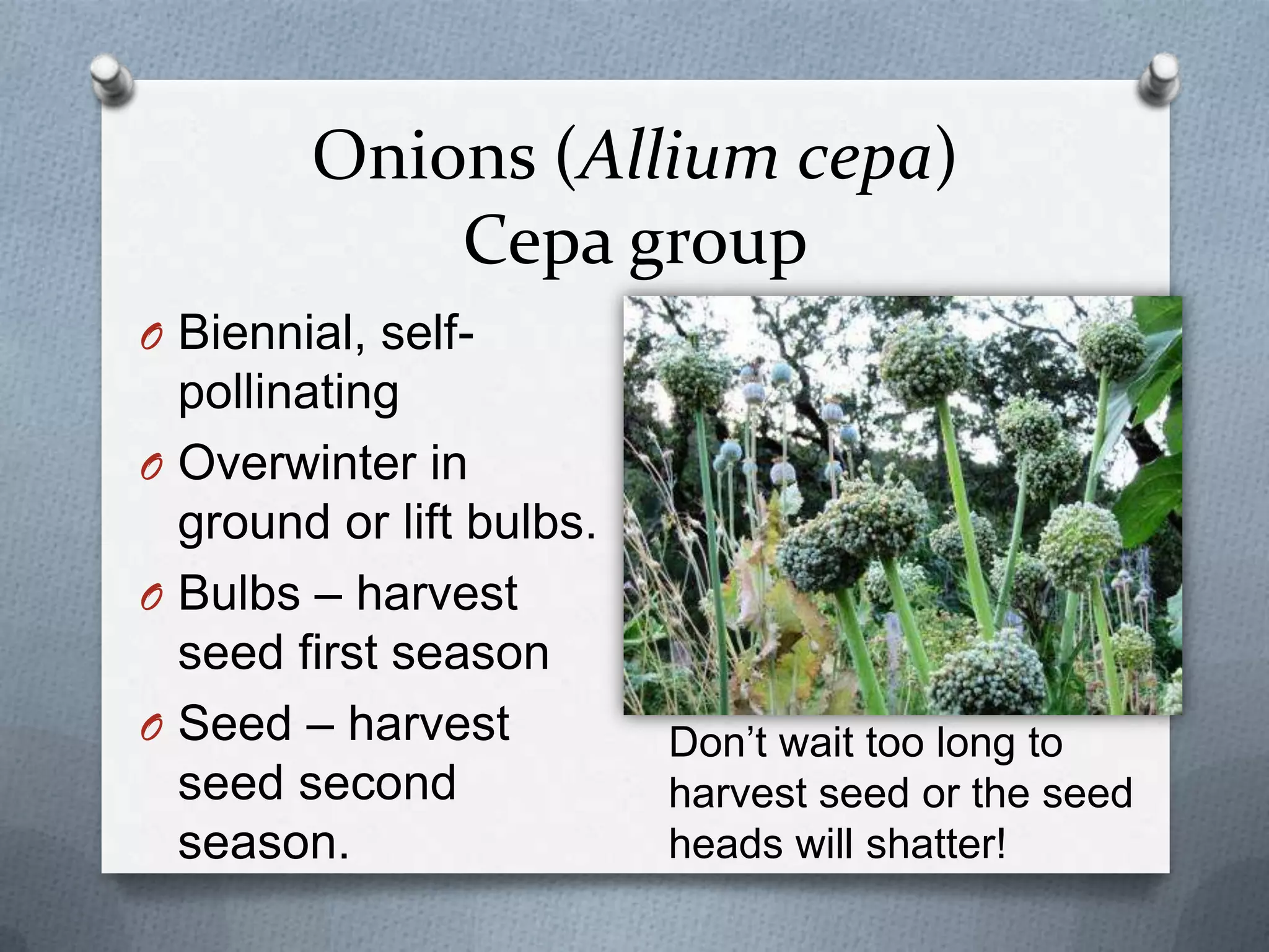 Onions (Allium cepa)
            Cepa group
O Biennial, self-
  pollinating
O Overwinter in
  ground or lift bulbs.
O Bulbs – harvest
  seed first season
O Seed – harvest          Don‟t wait too long to
  seed second             harvest seed or the seed
  season.                 heads will shatter!
 
