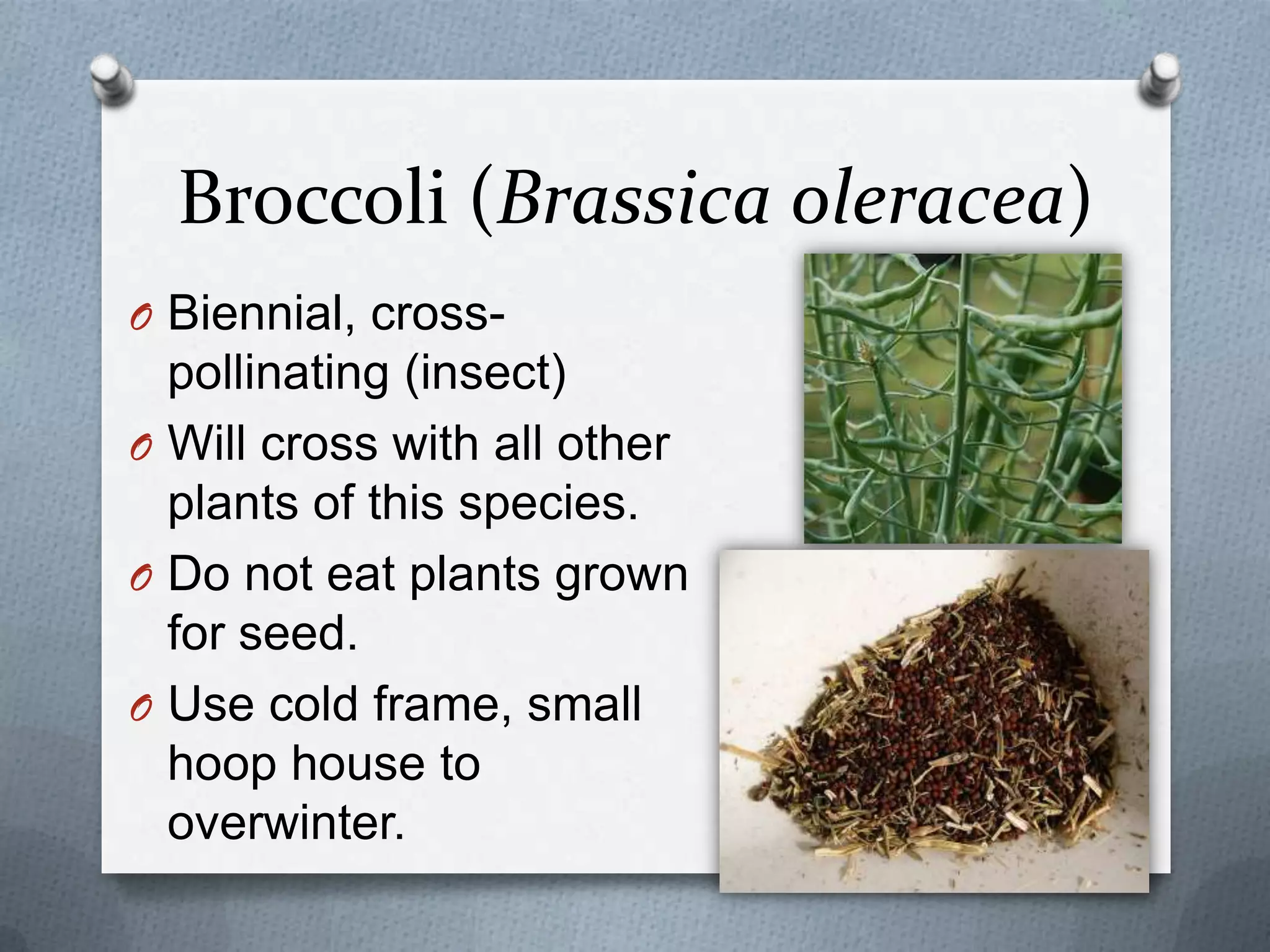 Broccoli (Brassica oleracea)
O Biennial, cross-
  pollinating (insect)
O Will cross with all other
  plants of this species.
O Do not eat plants grown
  for seed.
O Use cold frame, small
  hoop house to
  overwinter.
 