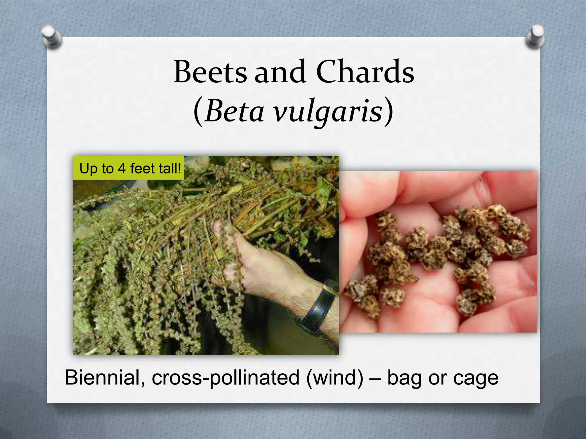 Beets and Chards
                  (Beta vulgaris)
 Up to 4 feet tall!




Biennial, cross-pollinated (wind) – bag or cage
 