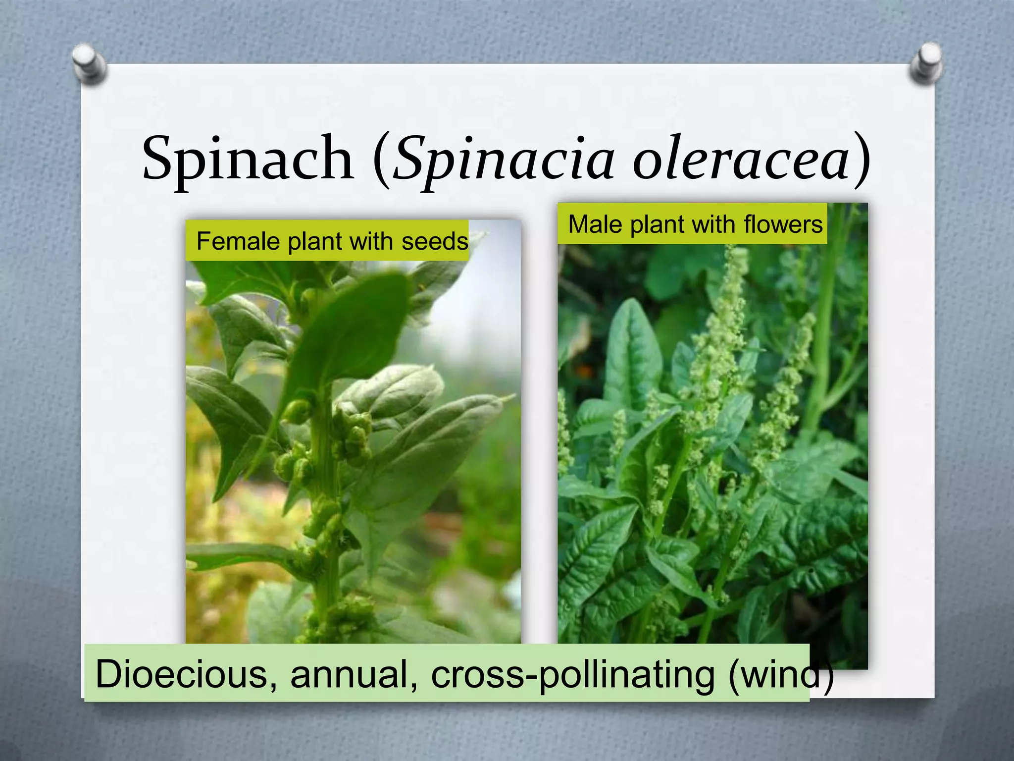 Spinach (Spinacia oleracea)
                               Male plant with flowers
     Female plant with seeds




Dioecious, annual, cross-pollinating (wind)
 