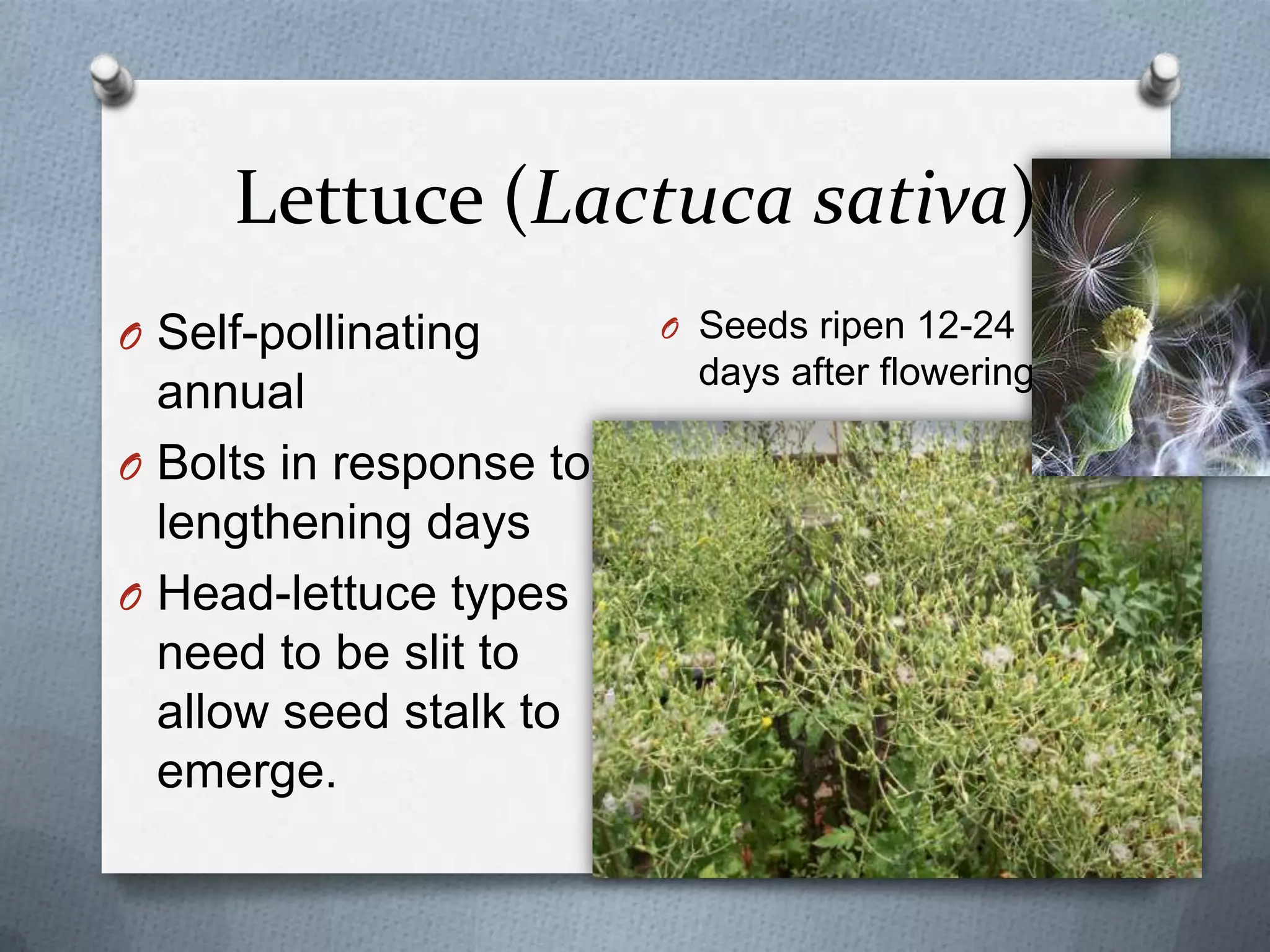 Lettuce (Lactuca sativa)
O Self-pollinating       O Seeds ripen 12-24
                           days after flowering
  annual
O Bolts in response to
  lengthening days
O Head-lettuce types
  need to be slit to
  allow seed stalk to
  emerge.
 