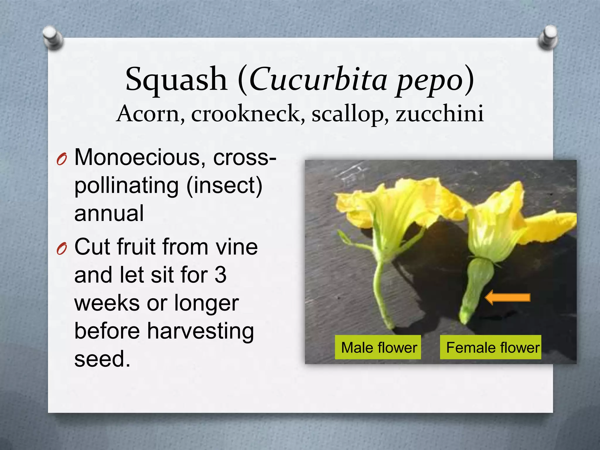 Squash (Cucurbita pepo)
      Acorn, crookneck, scallop, zucchini
O Monoecious, cross-
  pollinating (insect)
  annual
O Cut fruit from vine
  and let sit for 3
  weeks or longer
  before harvesting
                           Male flower   Female flower
  seed.
 