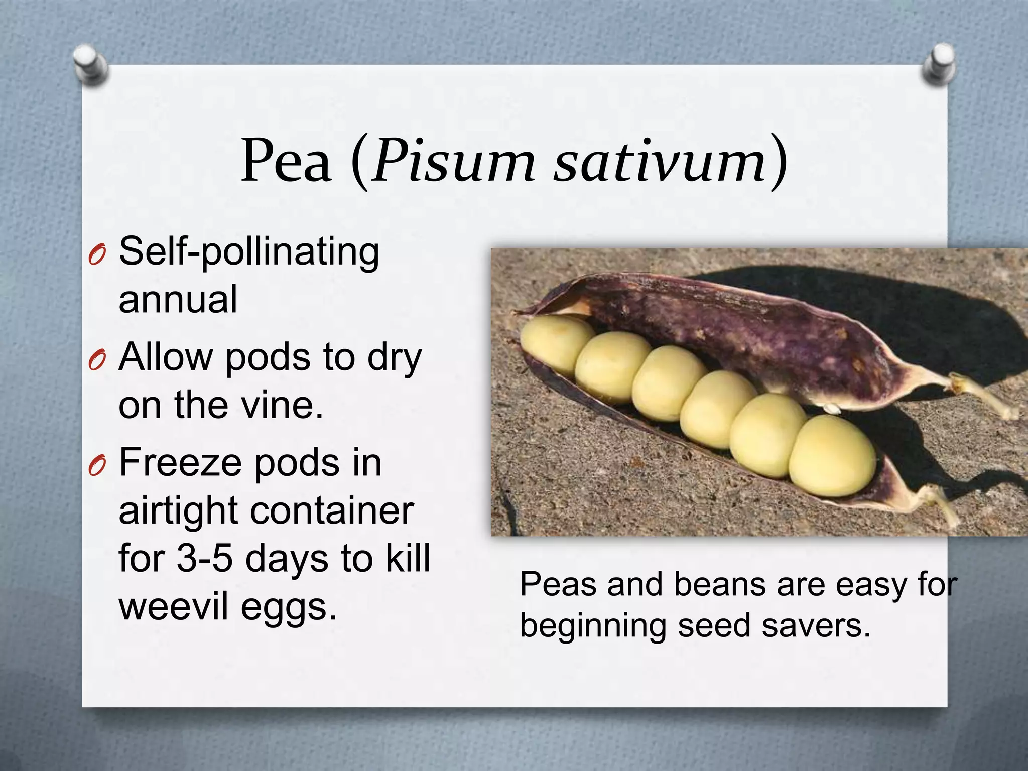 Pea (Pisum sativum)
O Self-pollinating
  annual
O Allow pods to dry
  on the vine.
O Freeze pods in
  airtight container
  for 3-5 days to kill
                         Peas and beans are easy for
  weevil eggs.           beginning seed savers.
 