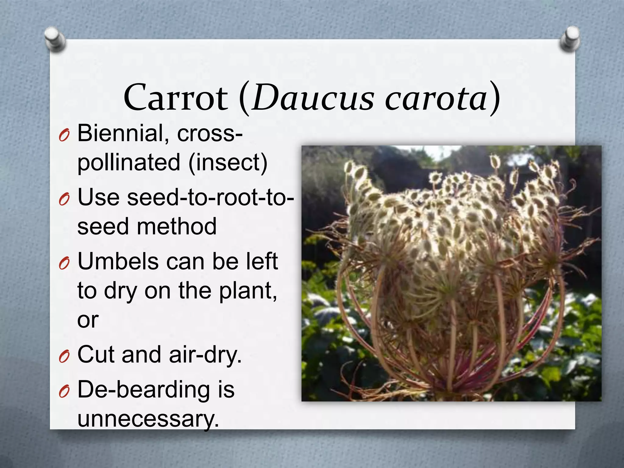 Carrot (Daucus carota)
O Biennial, cross-
  pollinated (insect)
O Use seed-to-root-to-
  seed method
O Umbels can be left
  to dry on the plant,
  or
O Cut and air-dry.
O De-bearding is
  unnecessary.
 