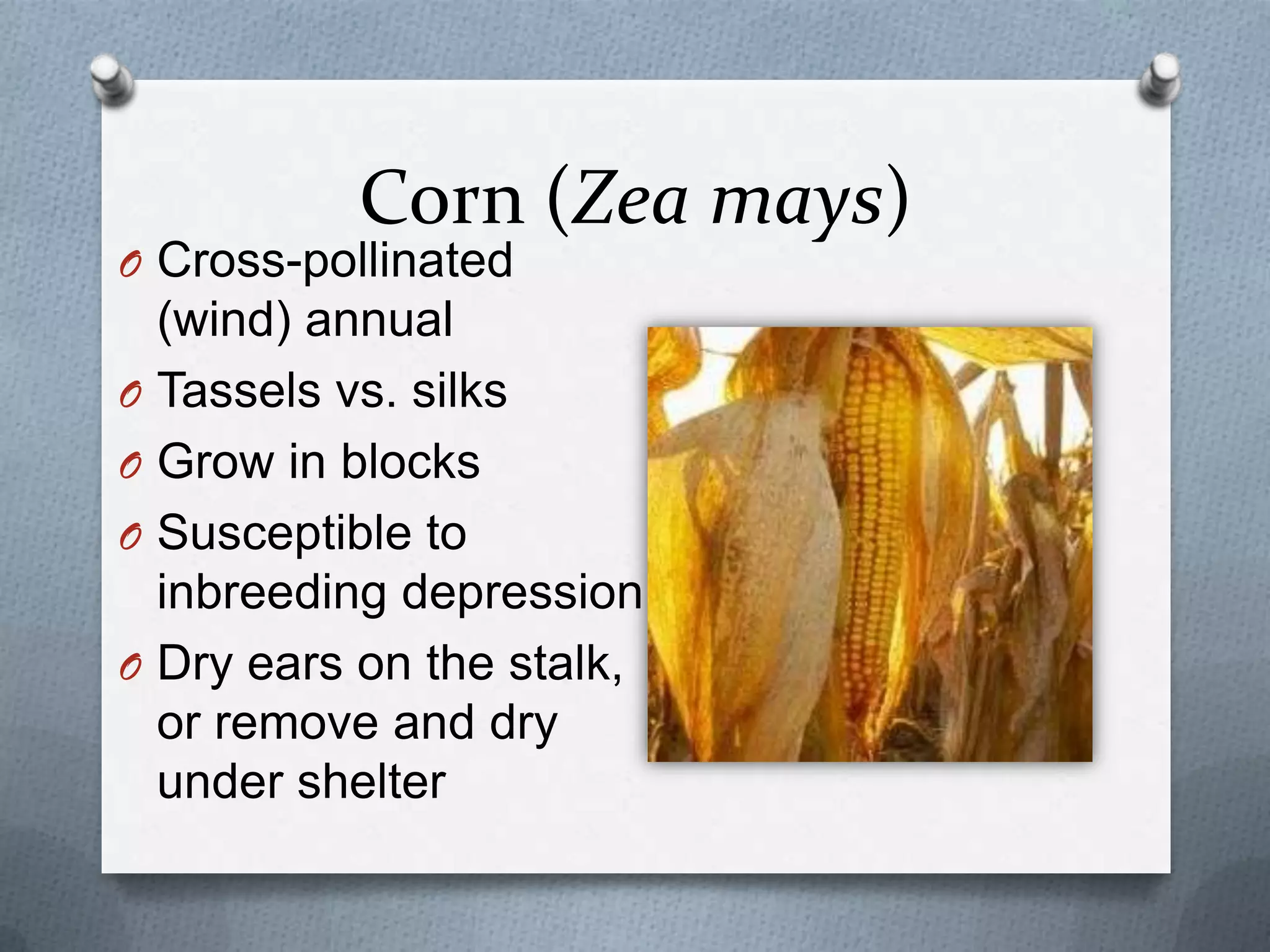 Corn (Zea mays)
O Cross-pollinated
  (wind) annual
O Tassels vs. silks
O Grow in blocks
O Susceptible to
  inbreeding depression
O Dry ears on the stalk,
  or remove and dry
  under shelter
 