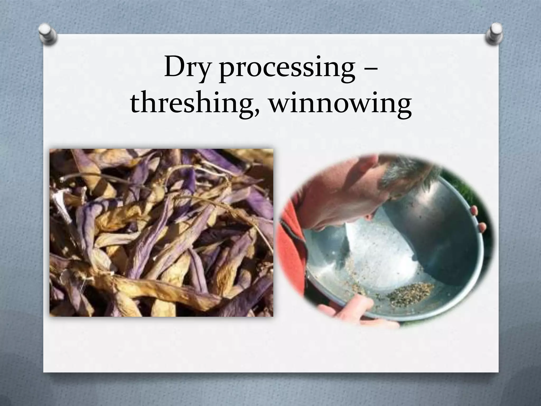 Dry processing –
threshing, winnowing
 