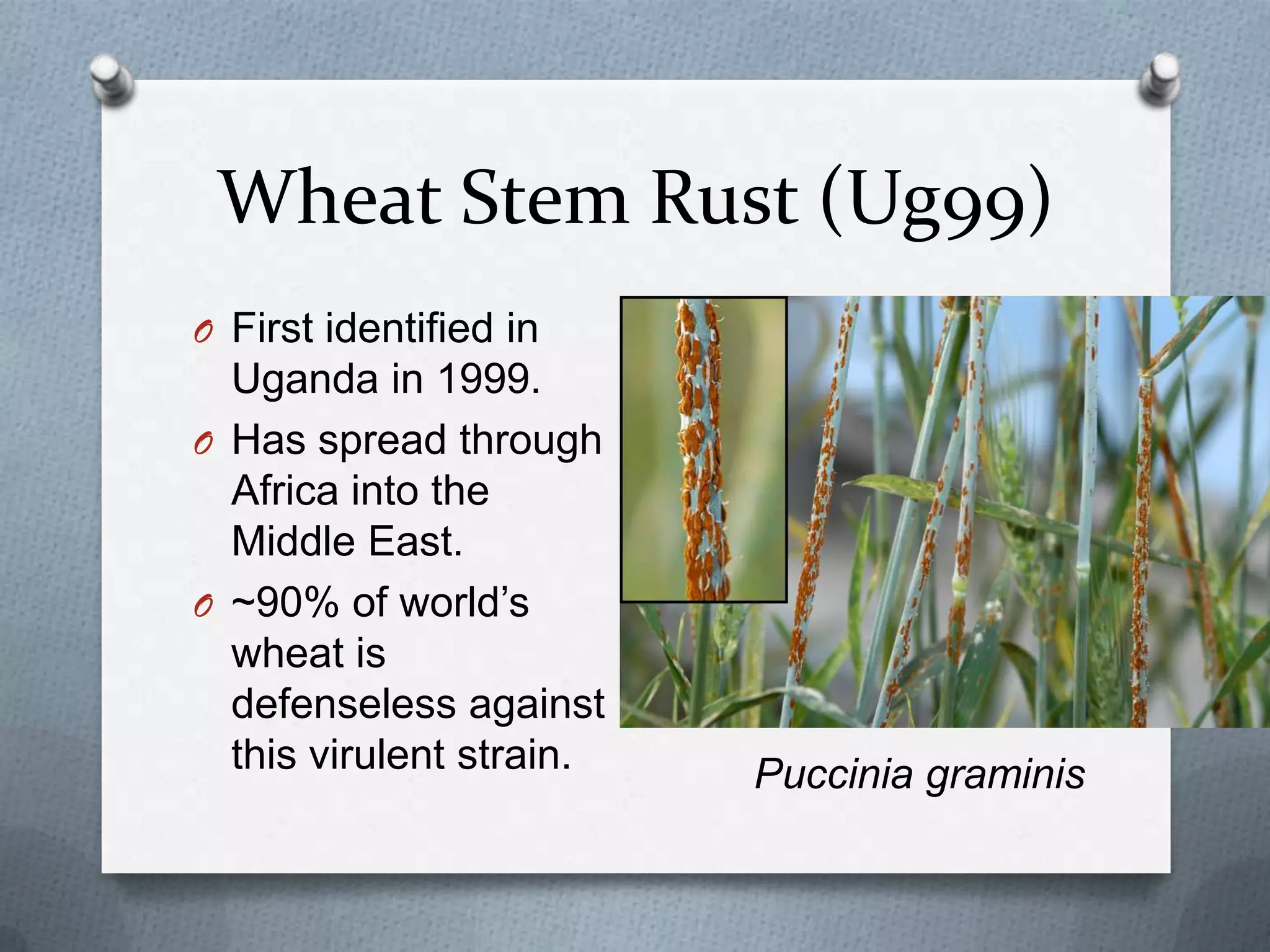 Wheat Stem Rust (Ug99)
O First identified in
  Uganda in 1999.
O Has spread through
  Africa into the
  Middle East.
O ~90% of world‟s
  wheat is
  defenseless against
  this virulent strain.   Puccinia graminis
 