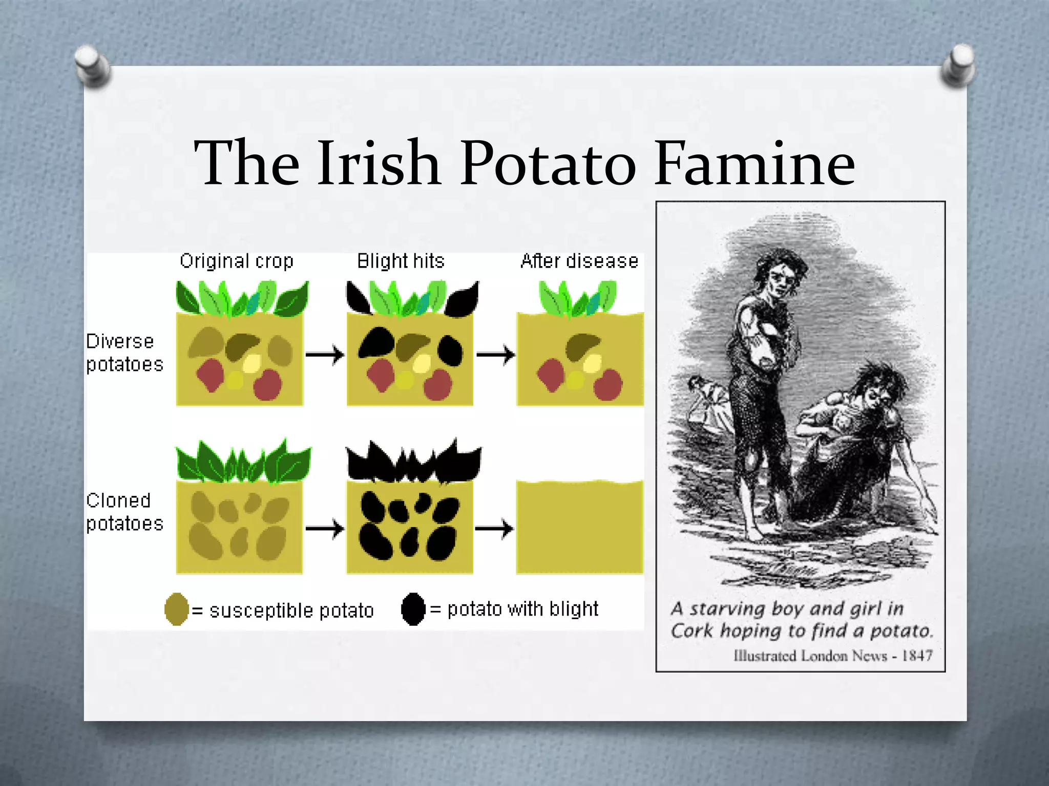 The Irish Potato Famine
 