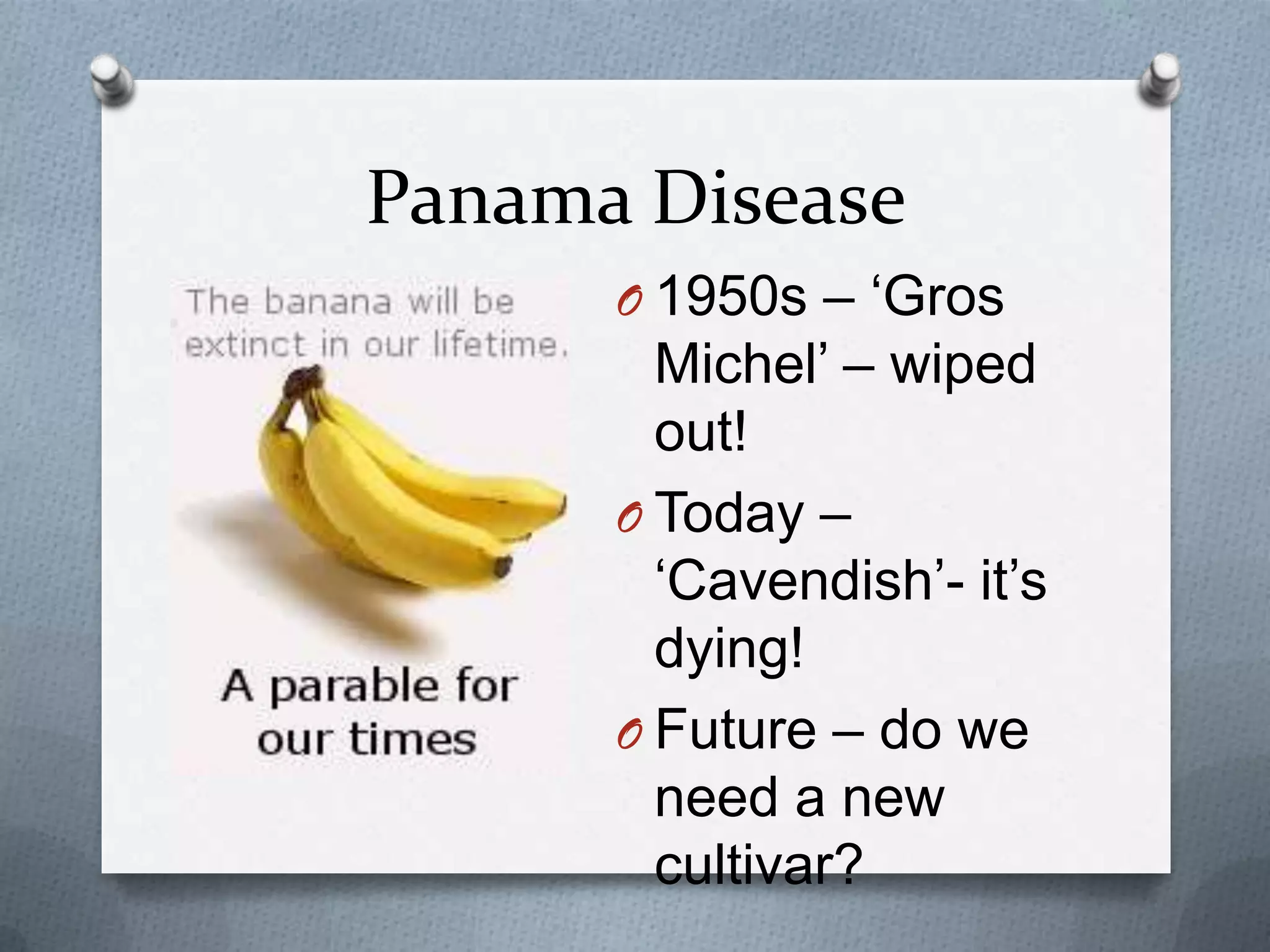 Panama Disease
      O 1950s – „Gros
        Michel‟ – wiped
        out!
      O Today –
        „Cavendish‟- it‟s
        dying!
      O Future – do we
        need a new
        cultivar?
 