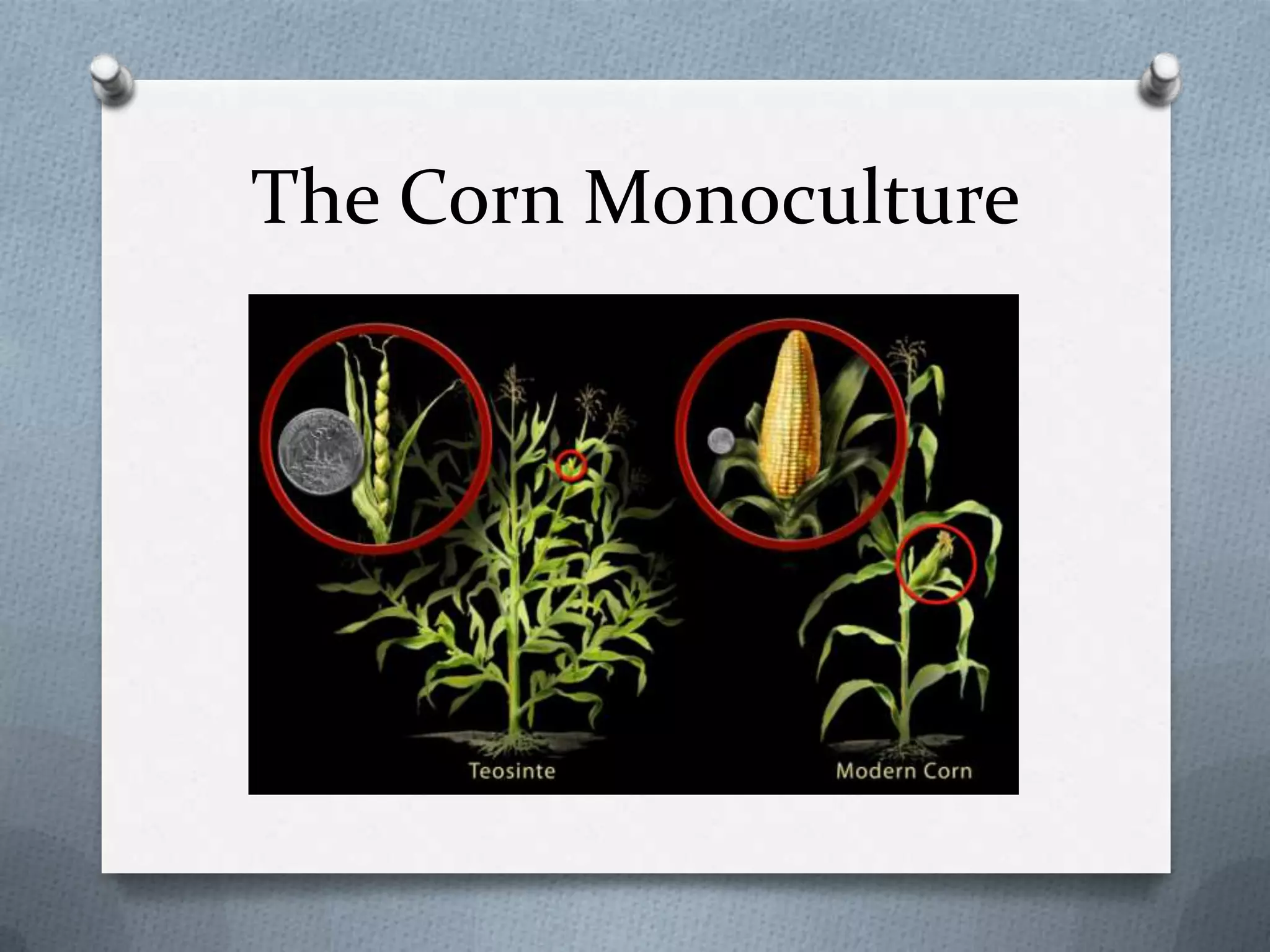 The Corn Monoculture
 
