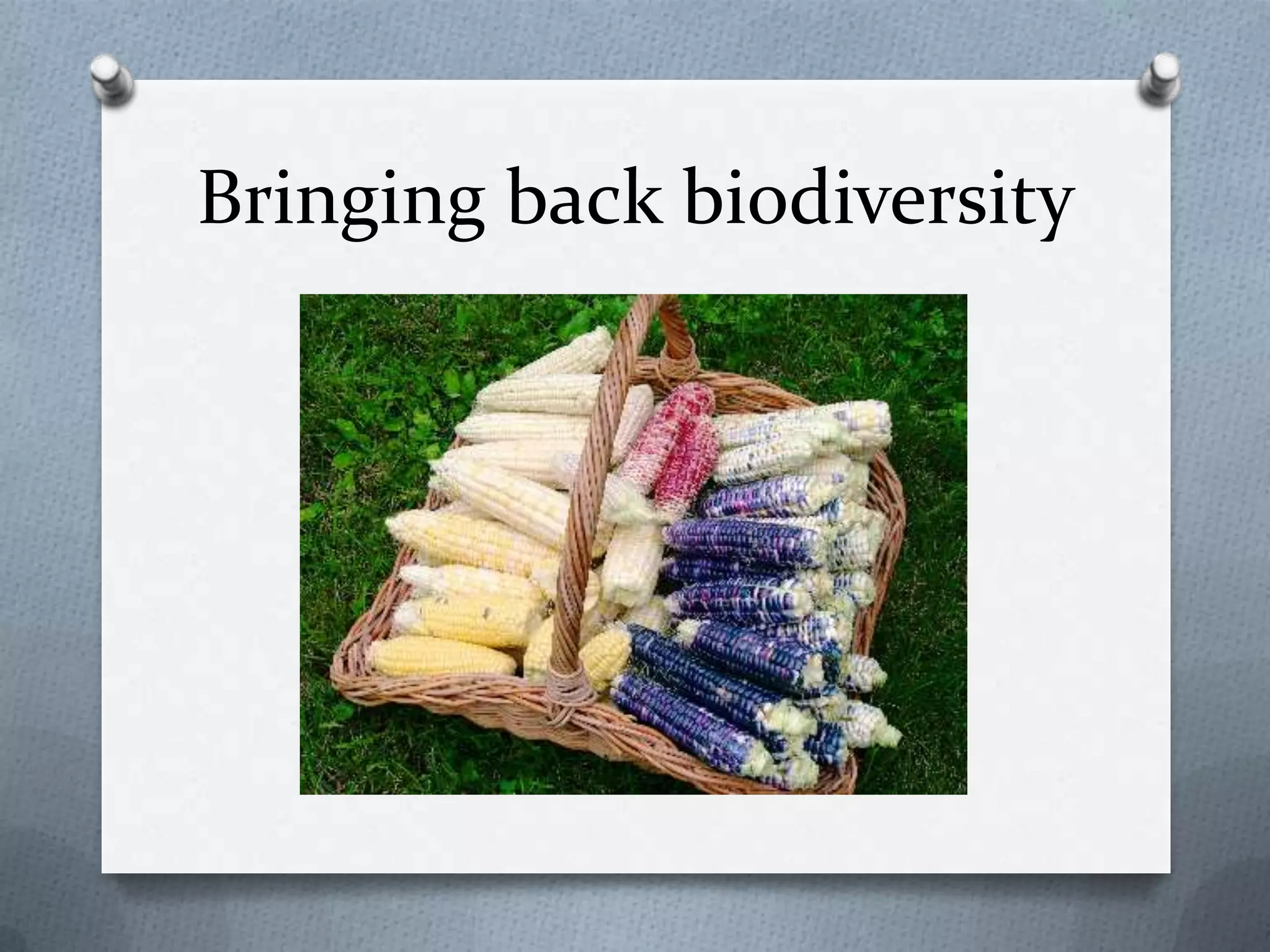 Bringing back biodiversity
 