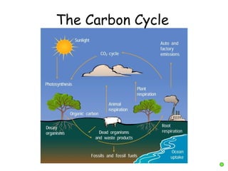 The Carbon Cycle
 