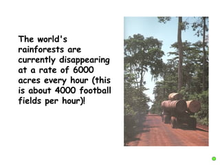 The world's
rainforests are
currently disappearing
at a rate of 6000
acres every hour (this
is about 4000 football
fields per hour)!
 