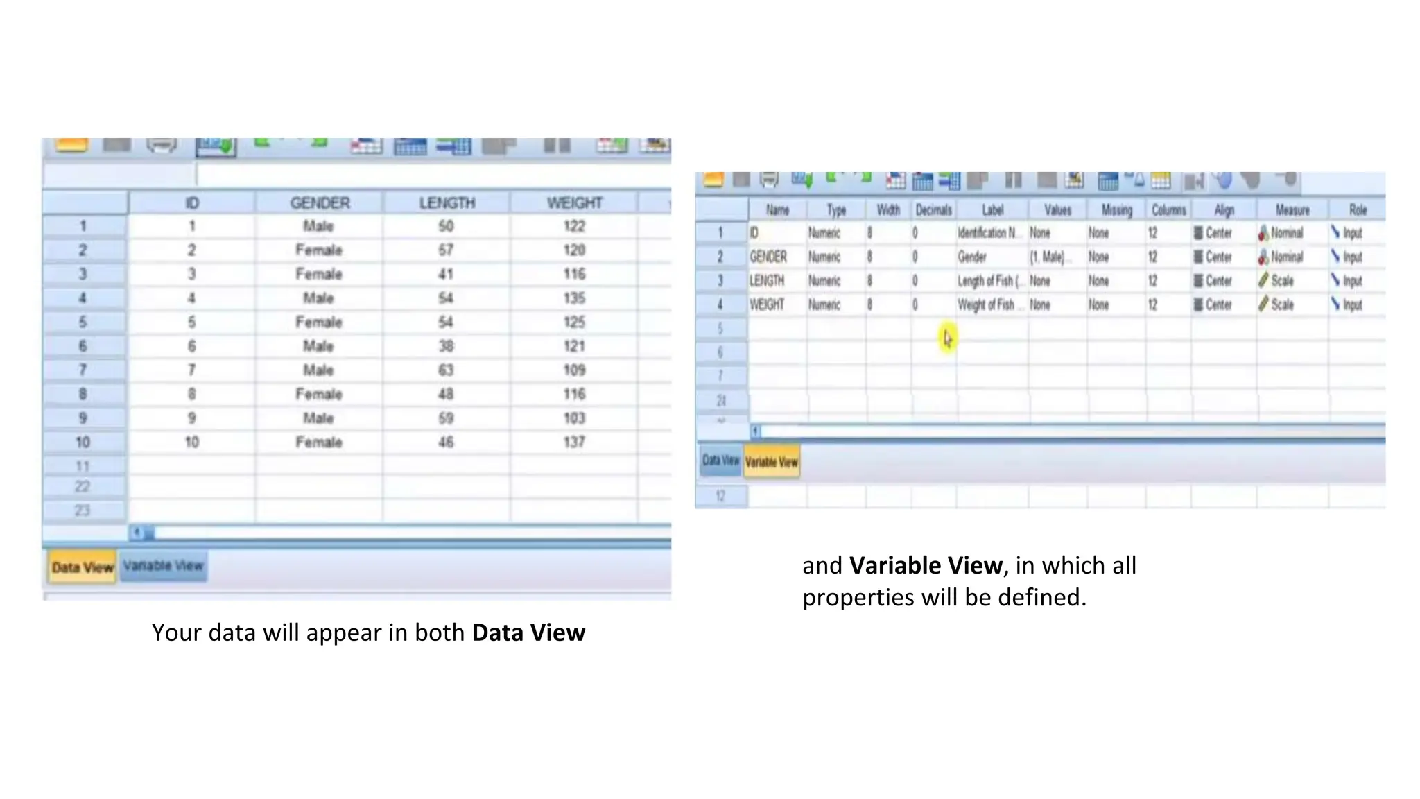 Your data will appear in both Data View
and Variable View, in which all
properties will be defined.
 