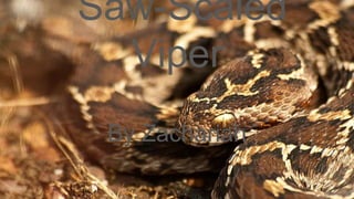 Saw-Scaled
Viper
By Zachariah
 