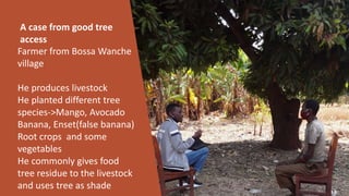 Synergies of Animal Welfare and Agroforestry in Ethiopia (SAWA)