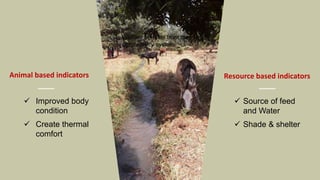 Synergies of Animal Welfare and Agroforestry in Ethiopia (SAWA)