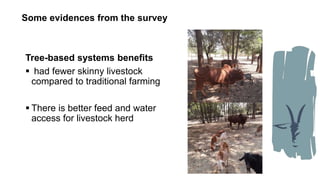 Synergies of Animal Welfare and Agroforestry in Ethiopia (SAWA)