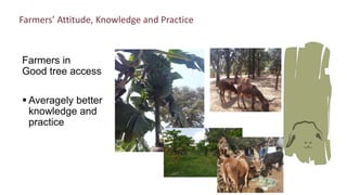 Synergies of Animal Welfare and Agroforestry in Ethiopia (SAWA)