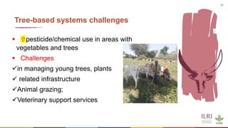 Synergies of Animal Welfare and Agroforestry in Ethiopia (SAWA)