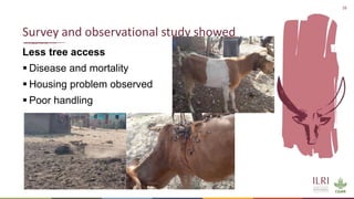 Synergies of Animal Welfare and Agroforestry in Ethiopia (SAWA)