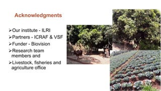 Synergies of Animal Welfare and Agroforestry in Ethiopia (SAWA)