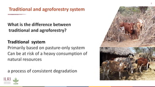 Synergies of Animal Welfare and Agroforestry in Ethiopia (SAWA)