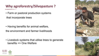 Synergies of Animal Welfare and Agroforestry in Ethiopia (SAWA)