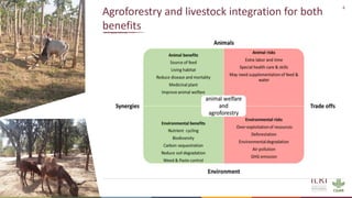 Synergies of Animal Welfare and Agroforestry in Ethiopia (SAWA)