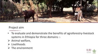 Synergies of Animal Welfare and Agroforestry in Ethiopia (SAWA)