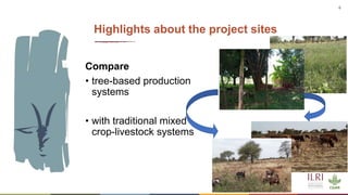 Synergies of Animal Welfare and Agroforestry in Ethiopia (SAWA)
