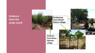 Synergies of Animal Welfare and Agroforestry in Ethiopia (SAWA)