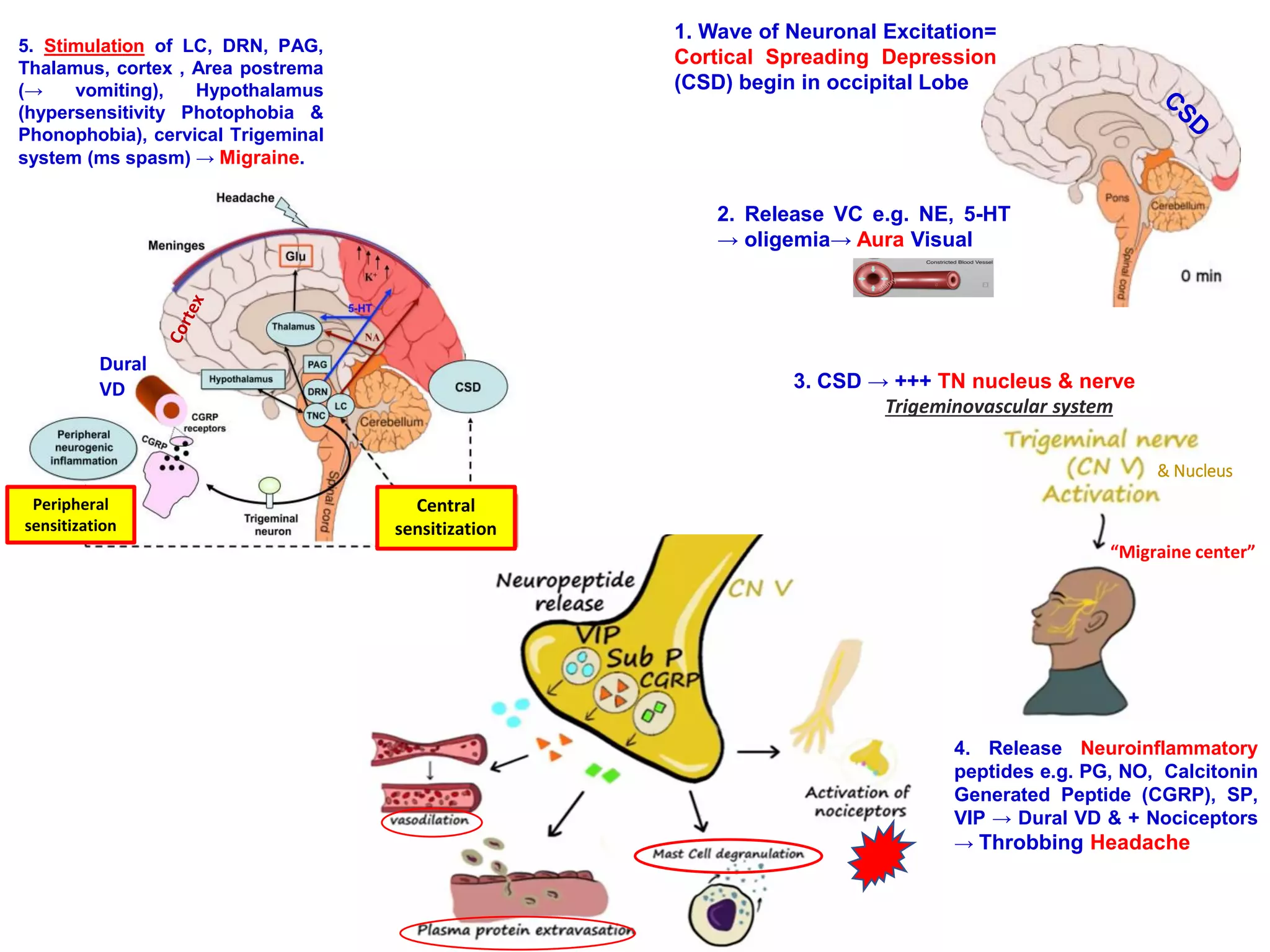 Pathophysiology and Drug Therapy of Migraine | PDF