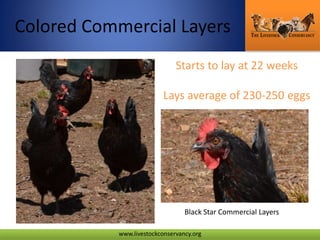 Heritage Poultry The Livestock Conservancy | PPTX | Birds | Pets