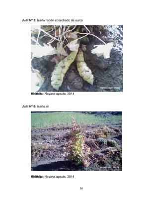 56 
Julli Nº 5: Isañu recién cosechado de surco 
Julli Nº 6: Isañu ali 
Khithita: Nayana apsuta, 2014 
Khithita: Nayana apsuta, 2014 
 