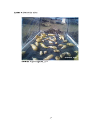 57 
Julli Nº 7: Oreado de isañu 
Khithita: Nayana apsuta, 2014 
