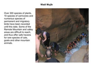 Over 300 species of plants, 10 species of carnivores and numerous species of permanent and migratory birds have been recorded until this date. Some of the Remote Mountain and valley areas are difficult to reach, and thus offer safe havens for rare species of cats, goats and other mountain animals. Wadi Mujib 