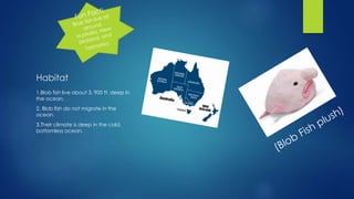 Habitat
1.Blob fish live about 3, 900 ft. deep in
the ocean.
2. Blob fish do not migrate in the
ocean.
3.Their climate is deep in the cold,
bottomless ocean.
 