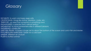 Glossary
INCUBATE- to warm and keep eggs safe
CRUSTECEANS- things like shrimp, plankton, crabs, etc.
TERRITORY- an area that someone or something owns
ENDANGERED- a species that is almost extinct
MIGARATAE- to move somewhere else in different seasons
FINGERLING- a baby fish
DEEP SEA TRAWL- to lower a huge net to about the bottom of the ocean and catch fish and lobster.
PSYCHROLUTES MARCIDUS- Greek for a cold bath
UNIQUE- different an unusual
PLUSH-a stuffed animal
 