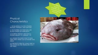 Physical
Characteristics
1. THE BLOBFISH COLOR IS PINKISH,
REDDISH, WHITEISH, AND GRAYISH.
2. THE PATTERN ON THEIR SKIN ARE
SCALEY SPIKES ON THEIR BODY.
3. BLOBFISH WEIGHT: LESS THAN A
POUND HEIGHT:1 FT. LENGTH: 1 FT.
4.A UNIQUE FEATURE IS THAT ITS SKIN
TURN GRAY WHEN OUT OF WATER AND
DIES
5.IT PROTECTS ITSELF BY LIVING DEEP IN
THE OCEAN SO THE PRETEDORS DON’T
GET THEM.
 