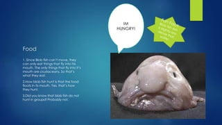Food
1. Since Blob fish can’t move, they
can only eat things that fly into his
mouth. The only things that fly into it’s
mouth are crustaceans. So that’s
what they eat.
2.How blob fish hunt is that the food
floats in its mouth. Yes, that’s how
they hunt.
3.Did you know that blob fish do not
hunt in groups? Probably not.
IM
HUNGRY!
 
