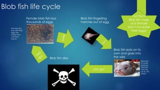Blobfish PPTX