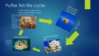 Puffer fish life cycle
Puffer fish lay about 3-4
eggs depending of what
species they are.Mother puffer
fish don’t care
for their
babies, so
when the eggs
are laid, the
mother swims
away. The
puffer fish
babies stay
in their eggs
for 5 days.
Adult puffer fish
the average
puffer fish
live to about
10 years.
 