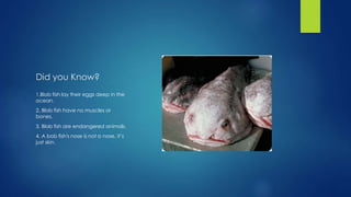 Did you Know?
1.Blob fish lay their eggs deep in the
ocean.
2. Blob fish have no muscles or
bones.
3. Blob fish are endangered animals.
4. A bob fish's nose is not a nose, it’s
just skin.
 