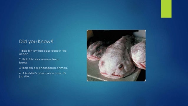 Blobfish