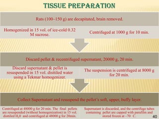 TISSUE PREPARATION
Rats (100–150 g) are decapitated, brain removed.
Homogenized in 15 vol. of ice-cold 0.32
M sucrose.

Centrifuged at 1000 g for 10 min.

Discard pellet & recentrifuged supernatant, 20000 g, 20 min.
Discard supernatant & pellet is
resuspended in 15 vol. disttiled water
using a Tekmar homogenizer.

The suspension is centrifuged at 8000 g
for 20 min.

Collect Supernatant and resuspend the pellet’s soft, upper, buffy layer.
Centrifuged at 48000 g for 20 min. The final pellets
are resuspended (without homogenization) in 15 vol.
disttiled H20 and centrifuged at 48000 g for 20min.

Supernatant is discarded, and the centrifuge tubes
containing pellet are capped with parafilm and
40
stored frozen at –70 C.
40

 