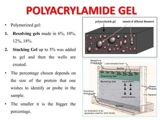 • Polymerized gel:
1. Resolving gels made in 6%, 10%,
12%, 18%.
2. Stacking Gel up to 5% was added
to gel and then the wells are
created.
• The percentage chosen depends on
the size of the protein that one
wishes to identify or probe in the
sample.
• The smaller it is the bigger the
percentage.
POLYACRYLAMIDE GEL
 