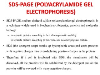 SDS-PAGE (POLYACRYLAMIDE GEL
ELECTROPHORESIS)
• SDS-PAGE, sodium dodecyl sulfate polyacrylamide gel electrophoresis, is
a technique widely used in biochemistry, forensics, genetics and molecular
biology
– to separate proteins according to their electrophoretic mobility.
– to separate proteins according to their size, and no other physical feature.
• SDS (the detergent soap) breaks up hydrophobic areas and coats proteins
with negative charges thus overwhelming positive charges in the protein.
• Therefore, if a cell is incubated with SDS, the membranes will be
dissolved, all the proteins will be solubilized by the detergent and all the
proteins will be covered with many negative charges.
 